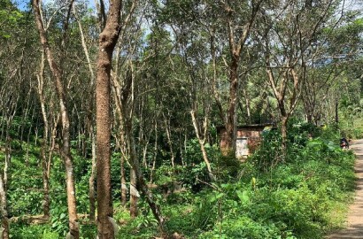 EQ8_P1006 - 1.10 Acre Rubber Plantation in Chittar