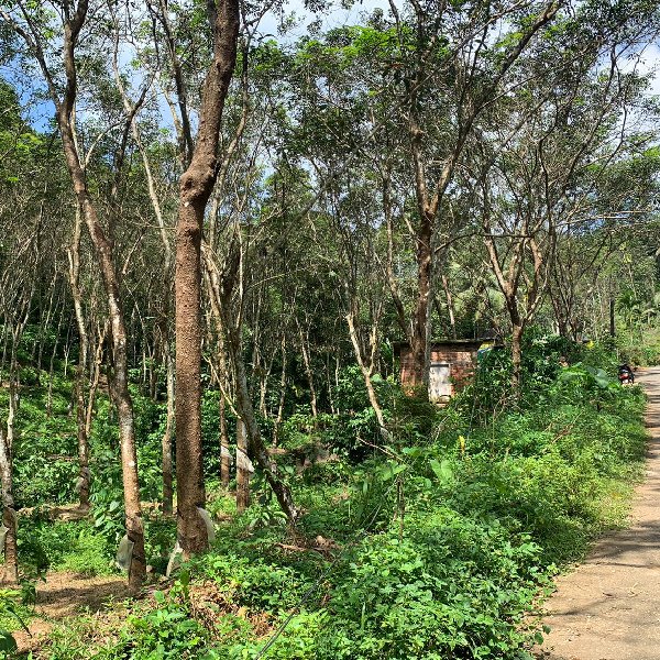 EQ8_P1006 - 1.10 Acre Rubber Plantation in Chittar