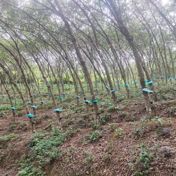 EQ8_P1004 - 20 Acre Rubber Plantation in Prime Location for Sale