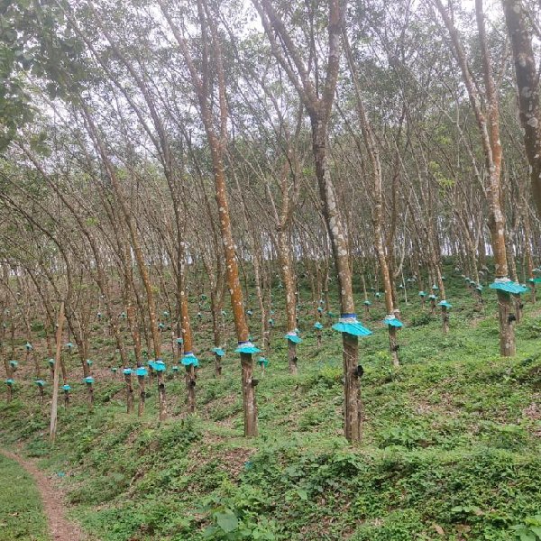 EQ8_P1004 - 20 Acre Rubber Plantation in Prime Location for Sale