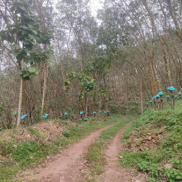 EQ8_P1004 - 20 Acre Rubber Plantation in Prime Location for Sale