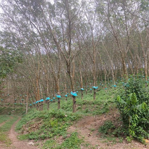 EQ8_P1004 - 20 Acre Rubber Plantation in Prime Location for Sale