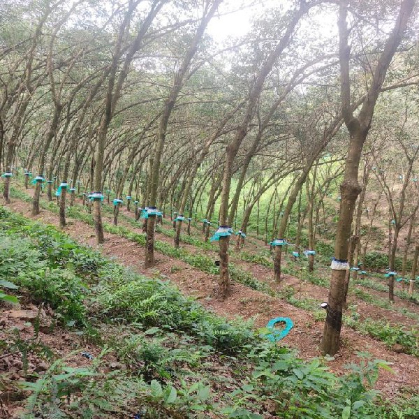 EQ8_P1004 - 20 Acre Rubber Plantation in Prime Location for Sale