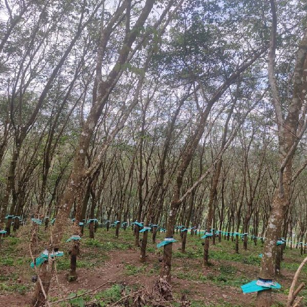 EQ8_P1004 - 20 Acre Rubber Plantation in Prime Location for Sale