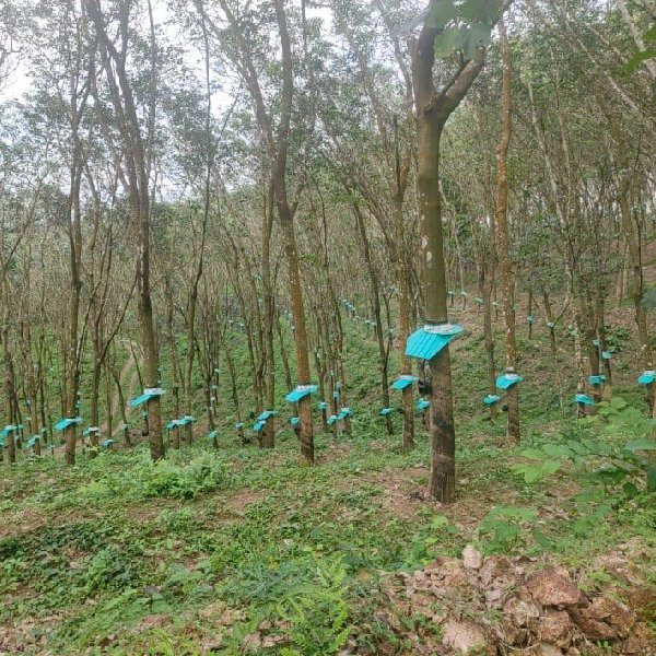 EQ8_P1004 - 20 Acre Rubber Plantation in Prime Location for Sale