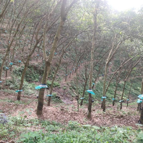 EQ8_P1004 - 20 Acre Rubber Plantation in Prime Location for Sale