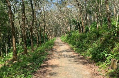 EQ8_P1003 - 3 Acre Rubber Plantation in Vadasserikkara