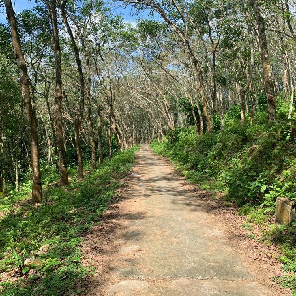 EQ8_P1003 - 3 Acre Rubber Plantation in Vadasserikkara