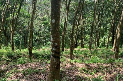 EQ8_P1008 - 2.55 Acre Rubber Plantation in Chittar