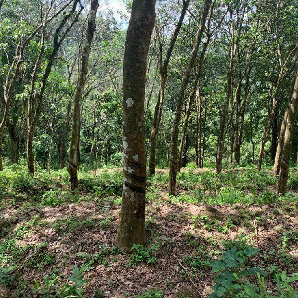 EQ8_P1003 - 3 Acre Rubber Plantation in Vadasserikkara