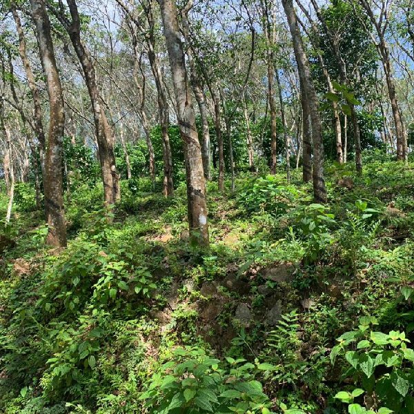 EQ8_P1003 - 3 Acre Rubber Plantation in Vadasserikkara