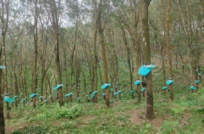 EQ8_P1005 - 8.5 Acre Rubber Plantation in Prime Location for Sale