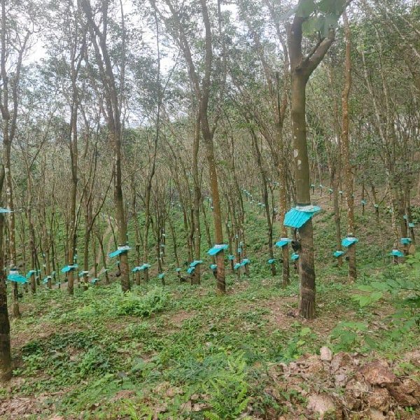 EQ8_P1005 - 8.5 Acre Rubber Plantation in Prime Location for Sale