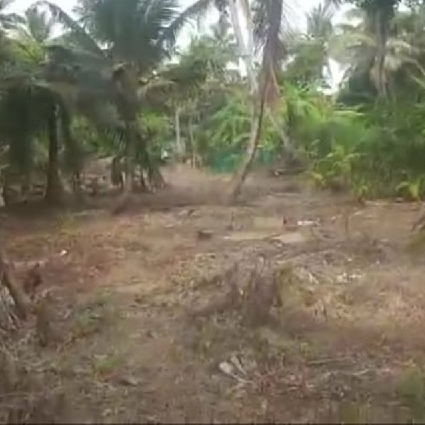 EQ8_P1016 - 52 cent land for sale in Kainagiri, Alappuzha