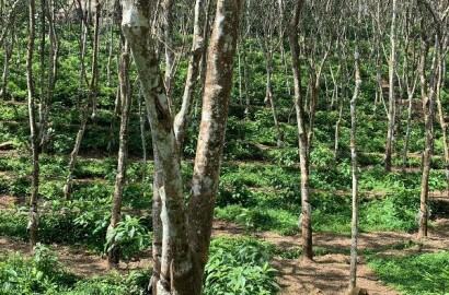 EQ8_P1009 - 24.5 cent Rubber Plantation in Chittar