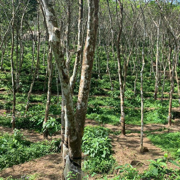 EQ8_P1009 - 24.5 cent Rubber Plantation in Chittar