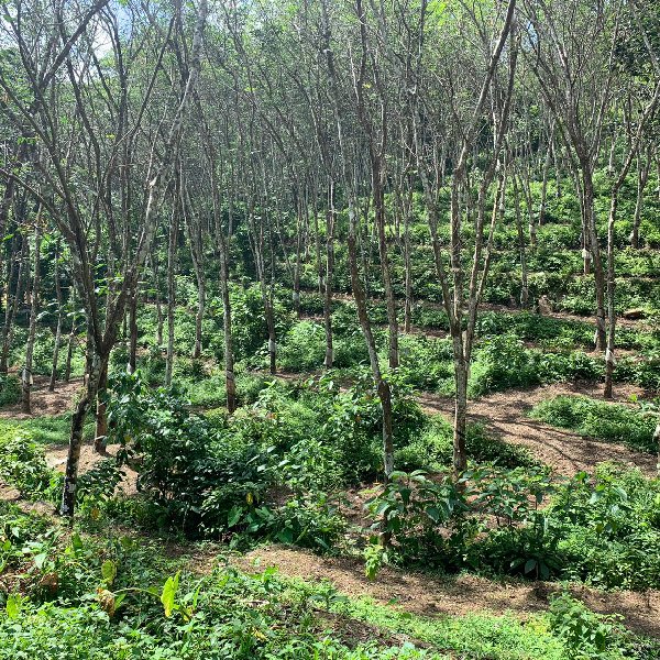 EQ8_P1002 - 2 Acre Rubber Plantation in Chittar