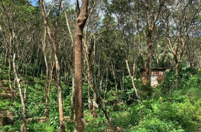 EQ8_P1002 - 2 Acre Rubber Plantation in Chittar