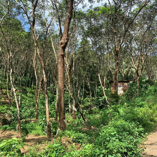 EQ8_P1002 - 2 Acre Rubber Plantation in Chittar